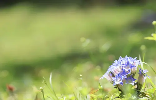 花の観察会