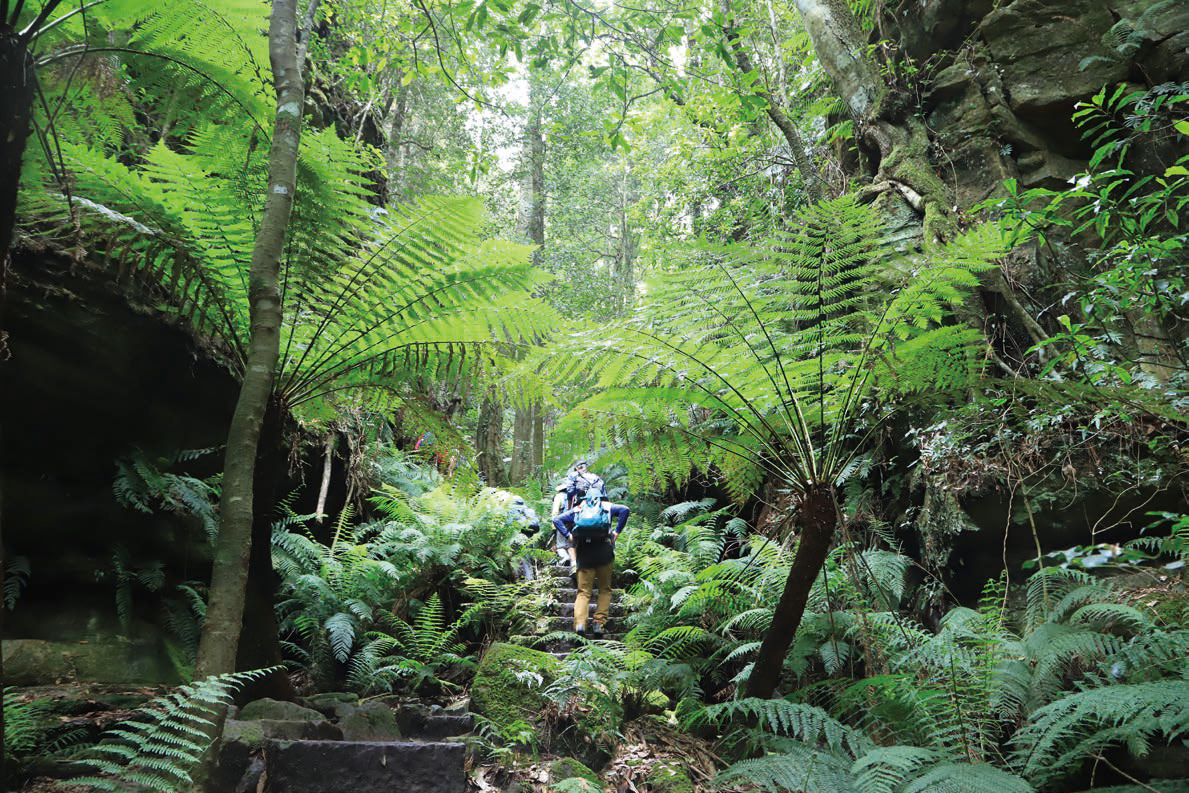 オーストラリア大陸最高峰Mt.コジオスコ登頂と
世界遺産ブルーマウンテンズ・ハイキング 7日間