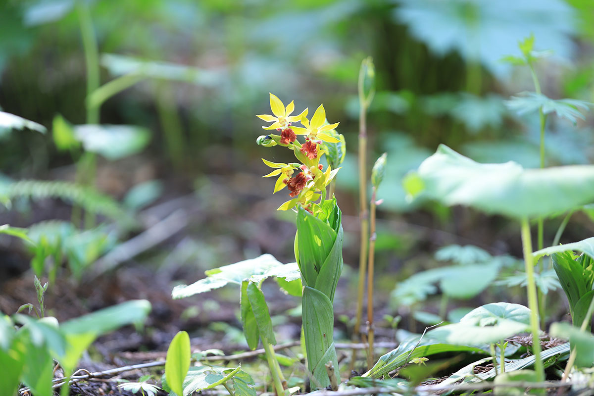 花の観察会