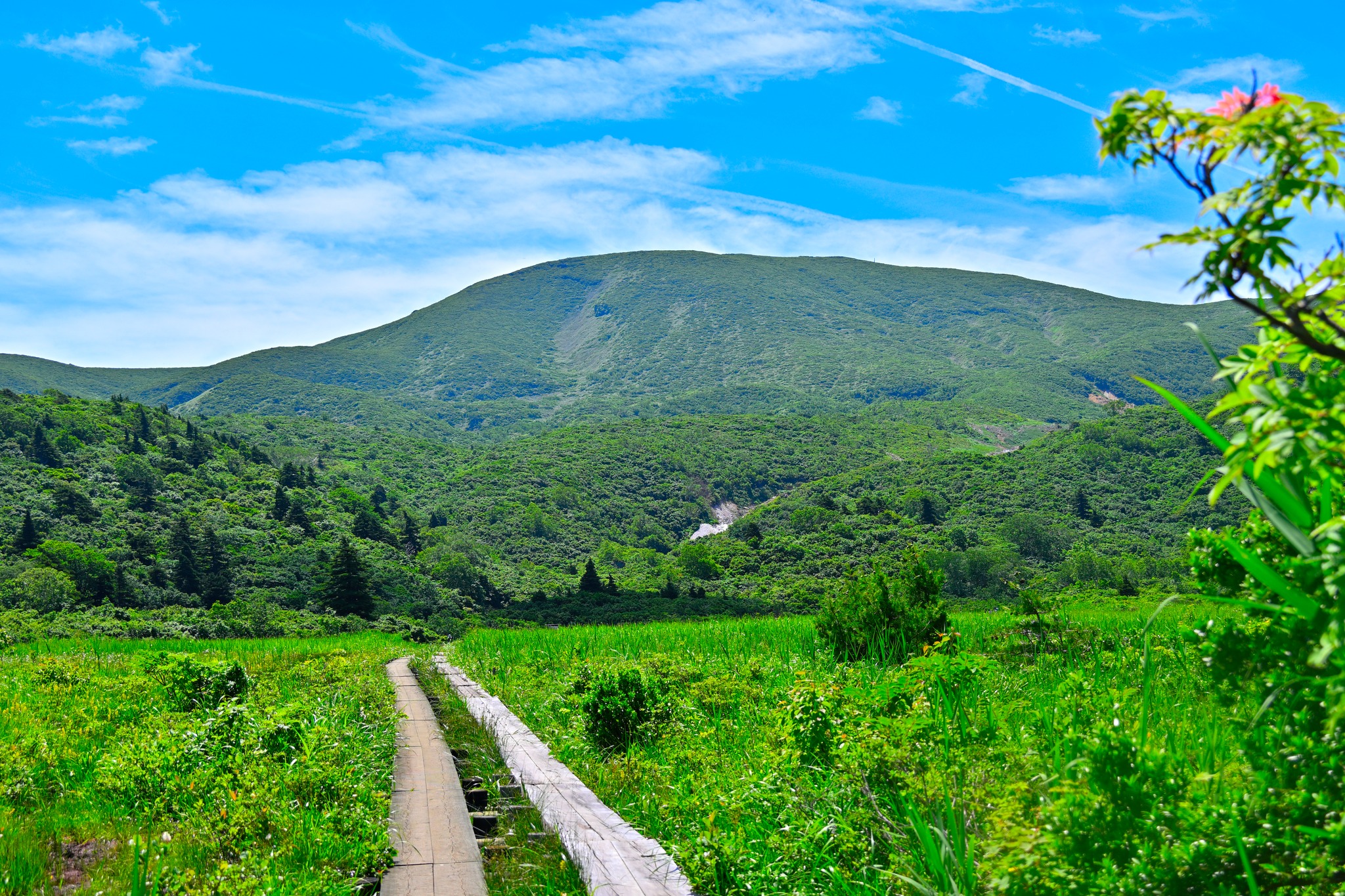 『森の案内人』と歩く　花の栗駒山と焼石山麓のブナ林　2日間