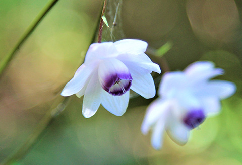 花の観察会