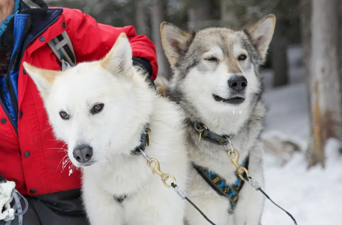 犬ぞりのハスキー犬